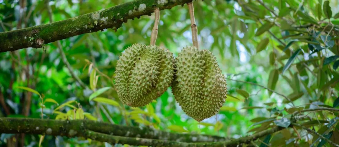 ����������ʵ���������ɵ��ˣ�����̩��