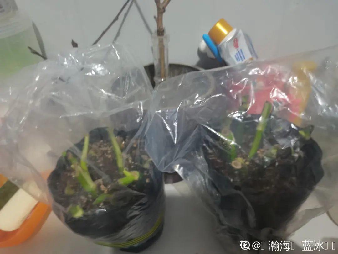 ����Ҷ�ӡ��¡�ˮ�飬��ϲ�㣬���������״̬