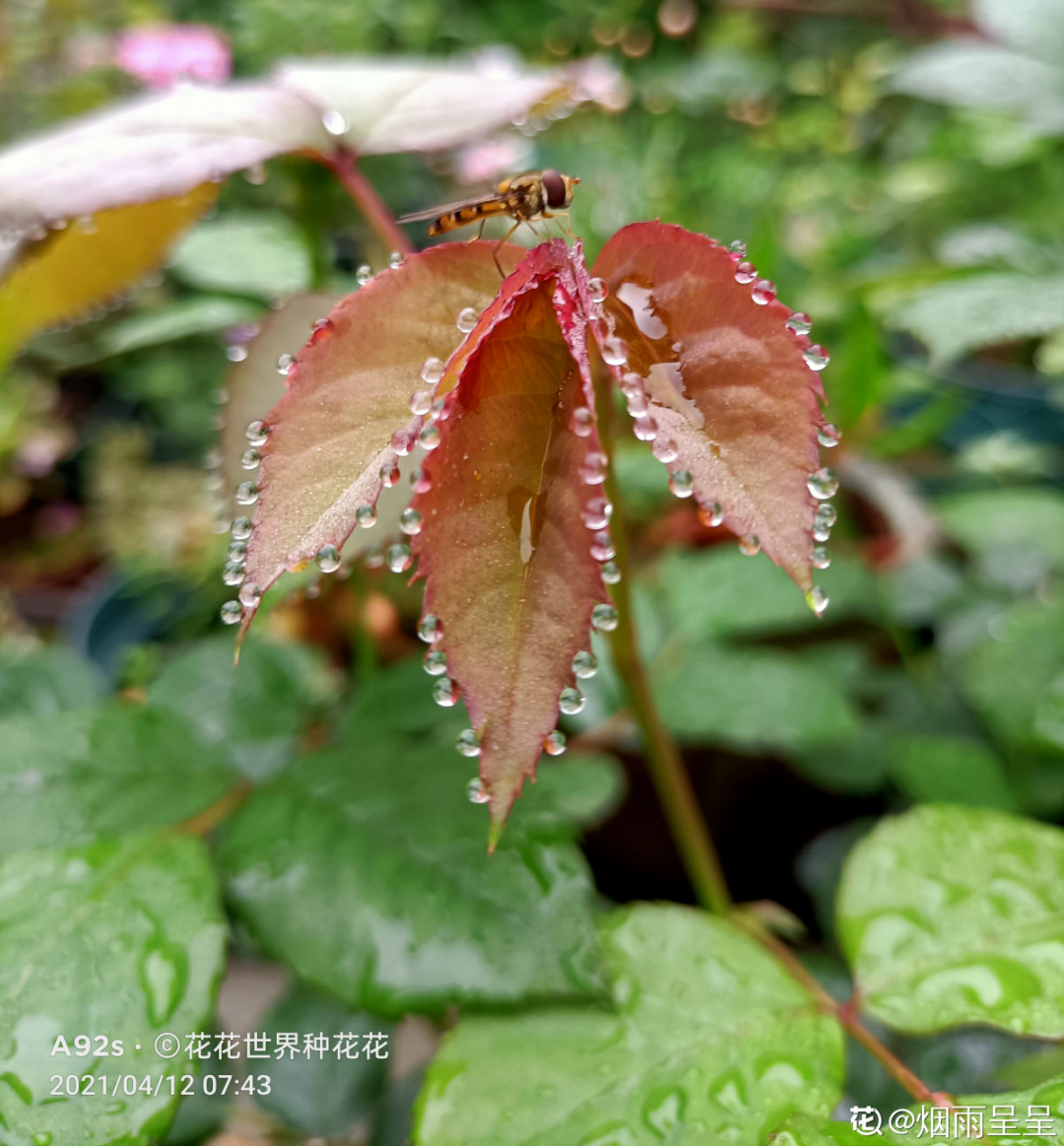 ����Ҷ�ӡ��¡�ˮ�飬��ϲ�㣬���������״̬