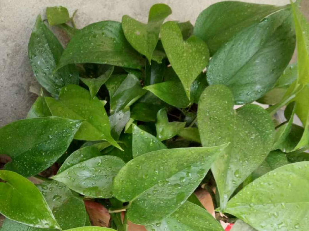 ����Ҷ�ӡ��¡�ˮ�飬��ϲ�㣬���������״̬