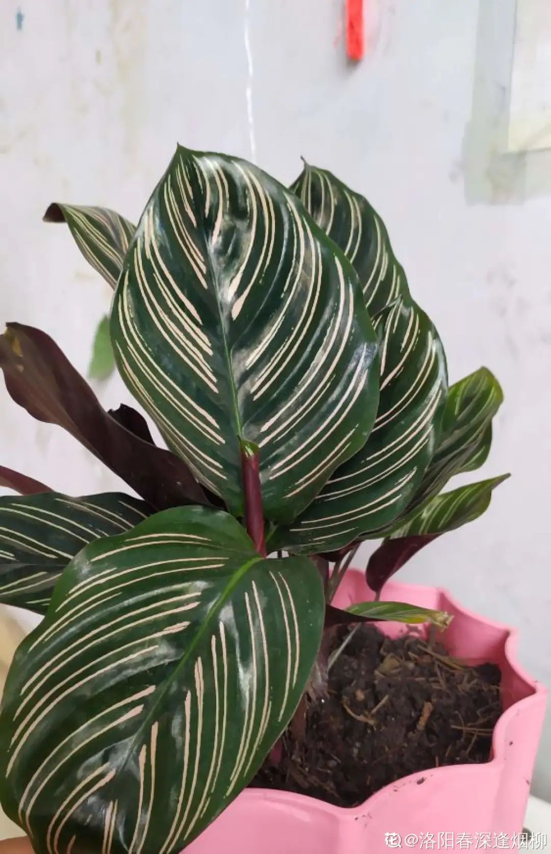 ��ס�֣���10��ֲ��ǧ���ɹ��ɹ��Խ�࣬����Խ��