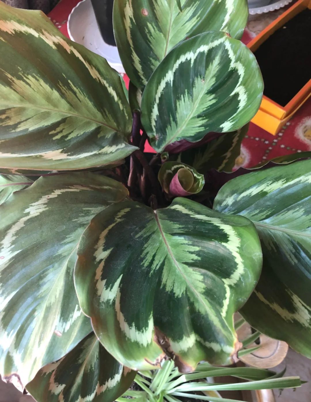 ��ס�֣���10��ֲ��ǧ���ɹ��ɹ��Խ�࣬����Խ��