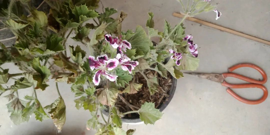 ��ס�֣���10��ֲ��ǧ���ɹ��ɹ��Խ�࣬����Խ��