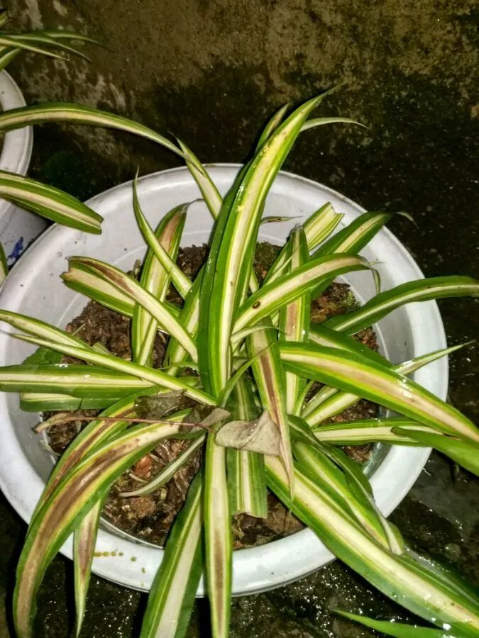 ��ס�֣���10��ֲ��ǧ���ɹ��ɹ��Խ�࣬����Խ��