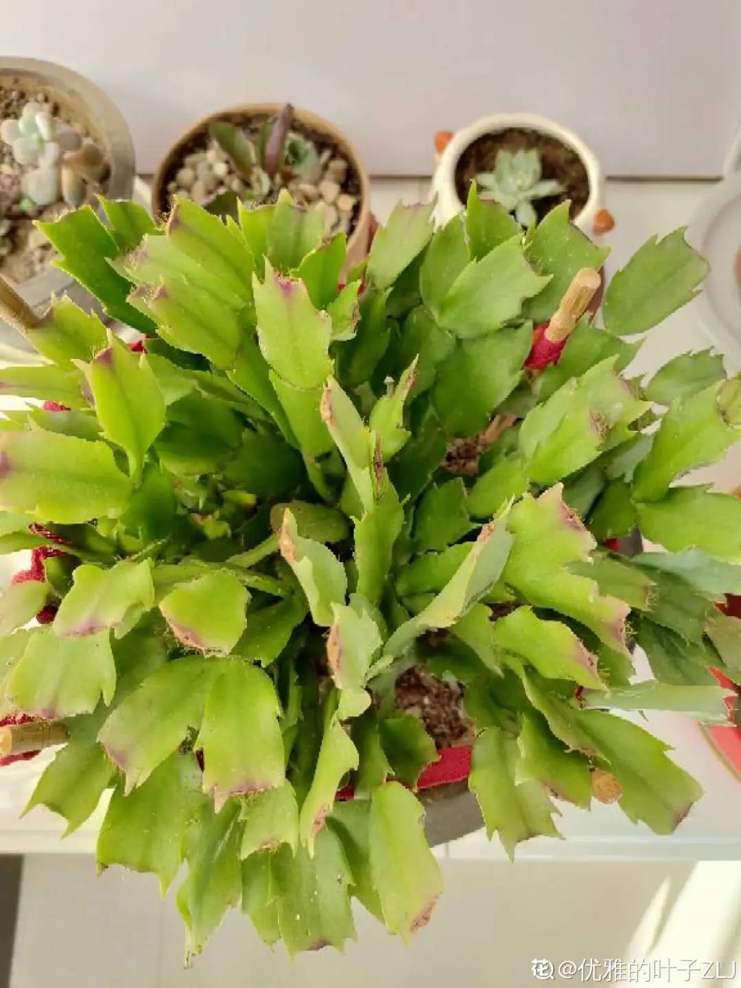 ��ס�֣���10��ֲ��ǧ���ɹ��ɹ��Խ�࣬����Խ��