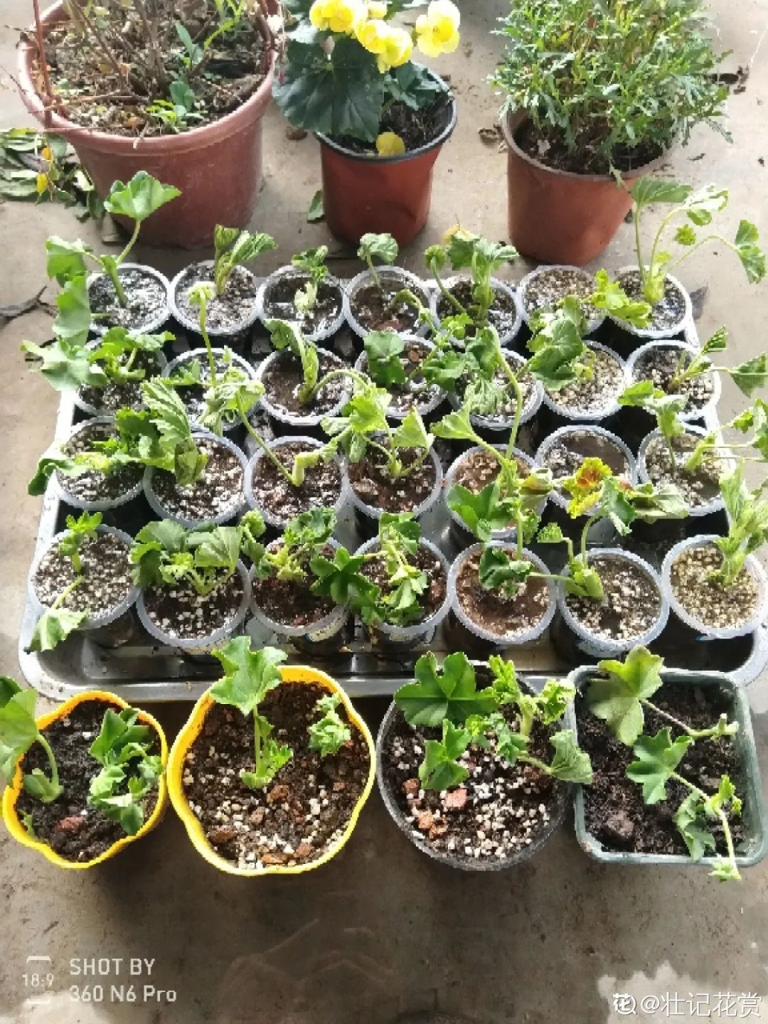 ��ס�֣���10��ֲ��ǧ���ɹ��ɹ��Խ�࣬����Խ��