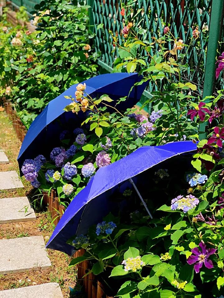 ��ס�֣���10��ֲ��ǧ���ɹ��ɹ��Խ�࣬����Խ��