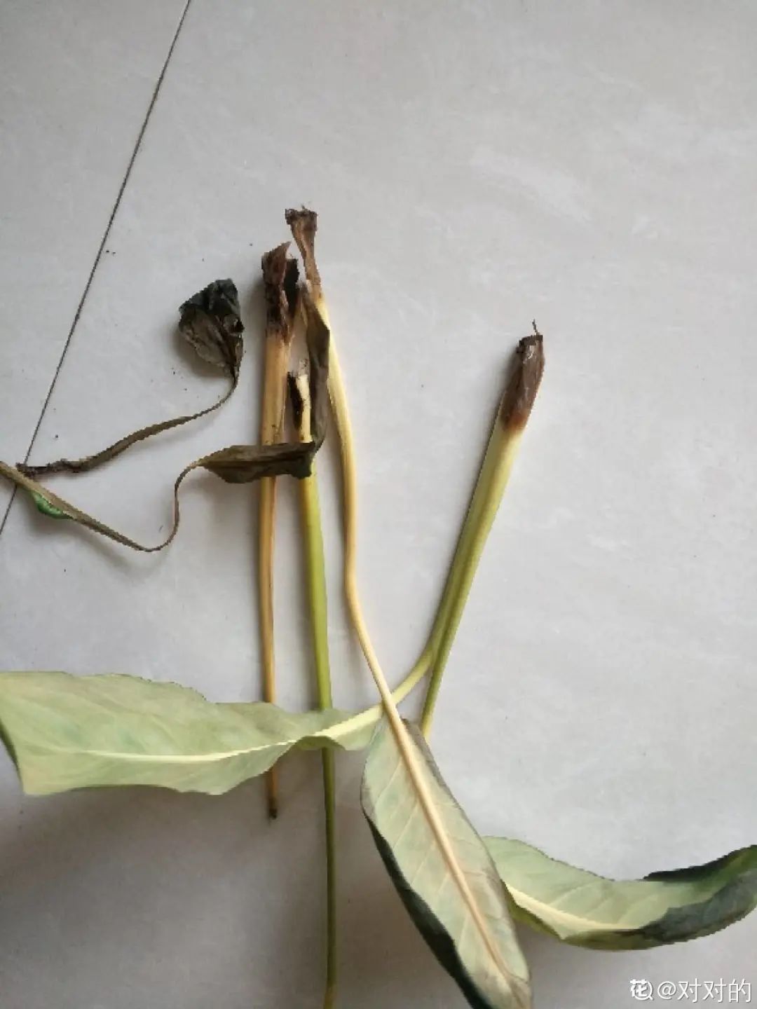 ��ס�֣���10��ֲ��ǧ���ɹ��ɹ��Խ�࣬����Խ��