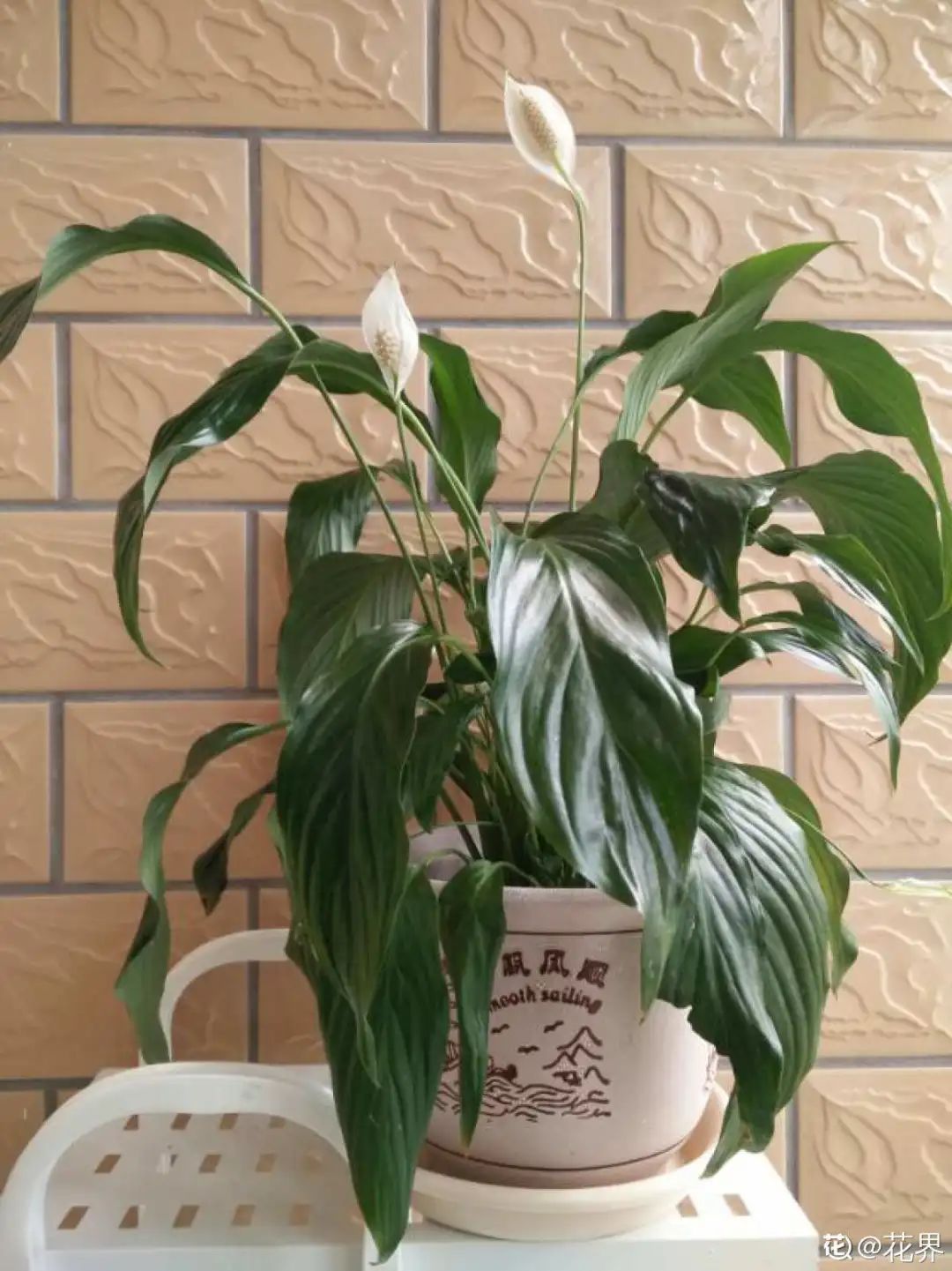 ��ס�֣���10��ֲ��ǧ���ɹ��ɹ��Խ�࣬����Խ��