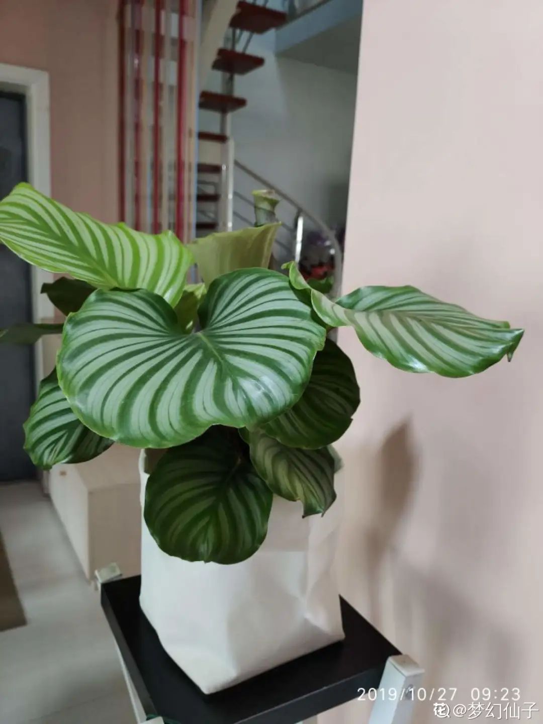 ��ס�֣���10��ֲ��ǧ���ɹ��ɹ��Խ�࣬����Խ��