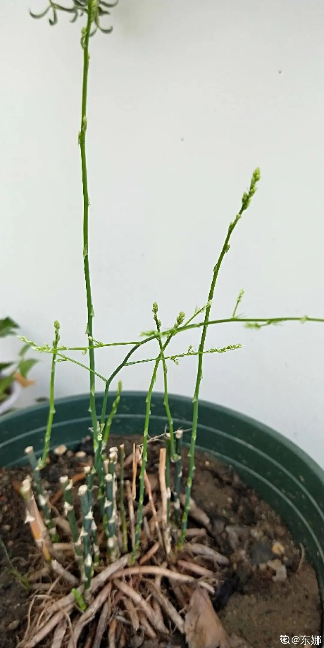 ��ס�֣���10��ֲ��ǧ���ɹ��ɹ��Խ�࣬����Խ��