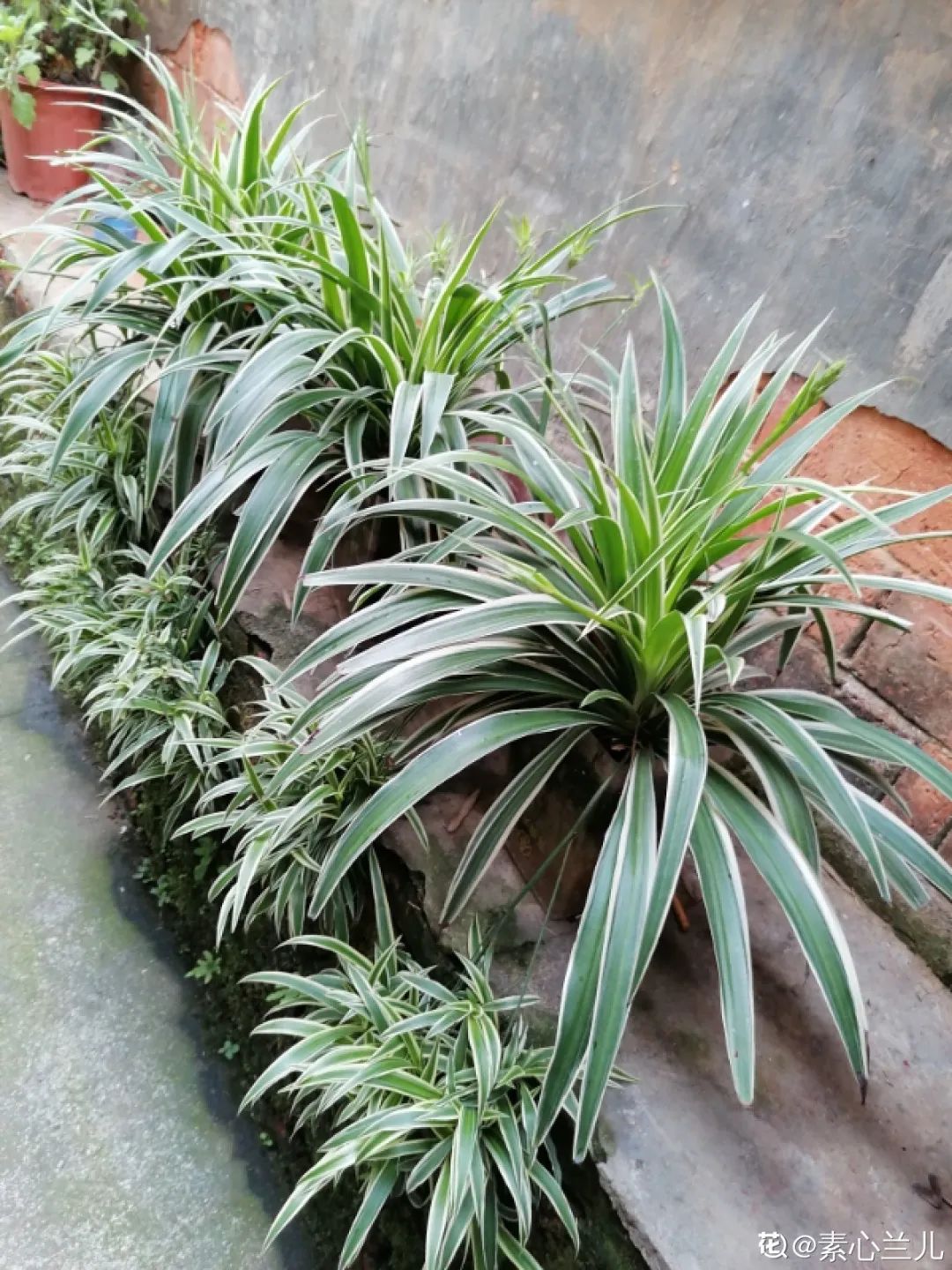 ��ס�֣���10��ֲ��ǧ���ɹ��ɹ��Խ�࣬����Խ��