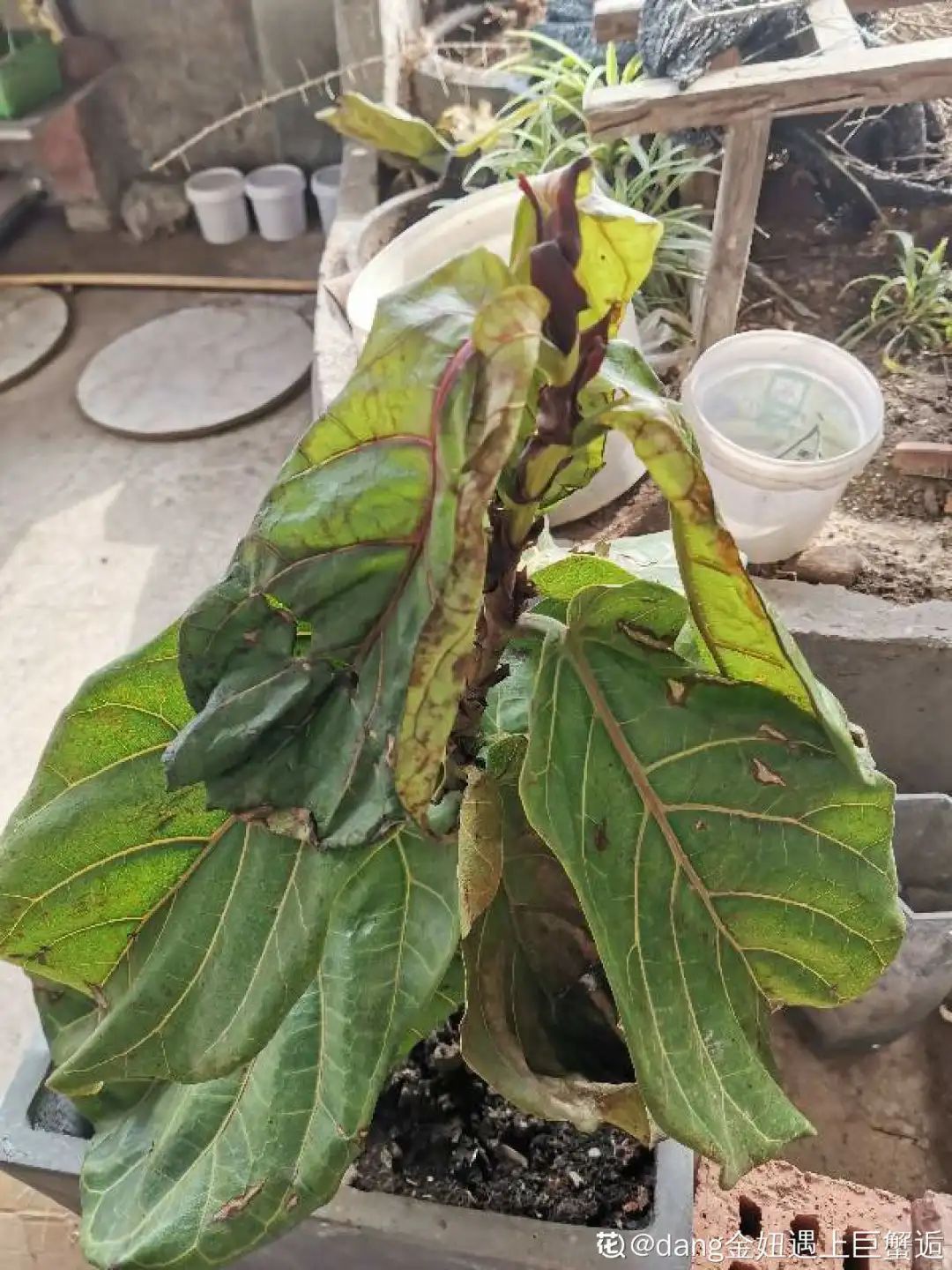 ��ס�֣���10��ֲ��ǧ���ɹ��ɹ��Խ�࣬����Խ��