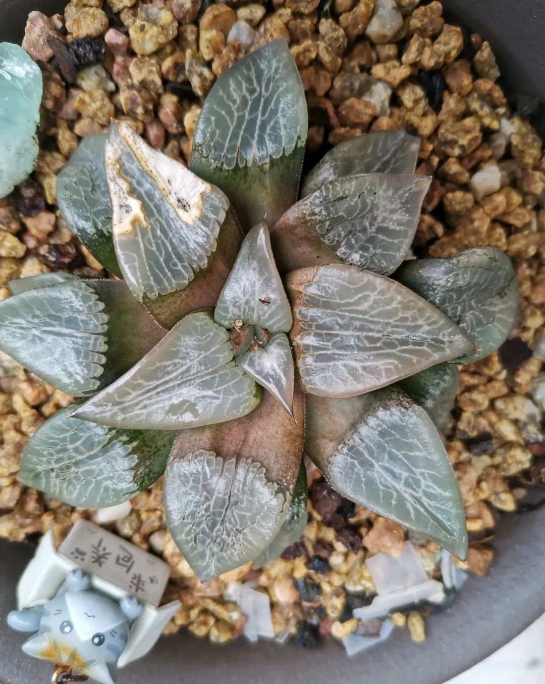 ��ס�֣���10��ֲ��ǧ���ɹ��ɹ��Խ�࣬����Խ��