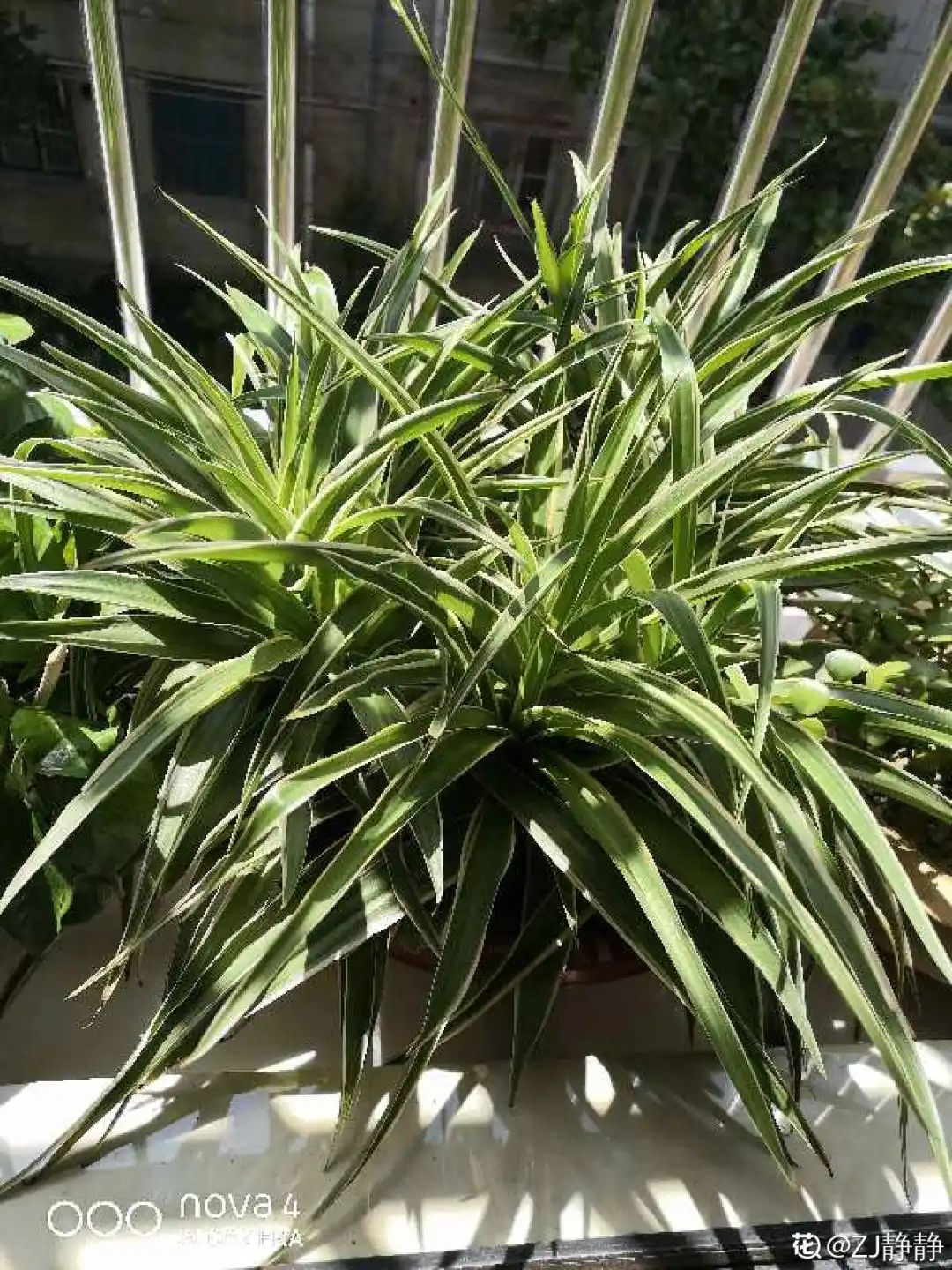 ��ס�֣���10��ֲ��ǧ���ɹ��ɹ��Խ�࣬����Խ��