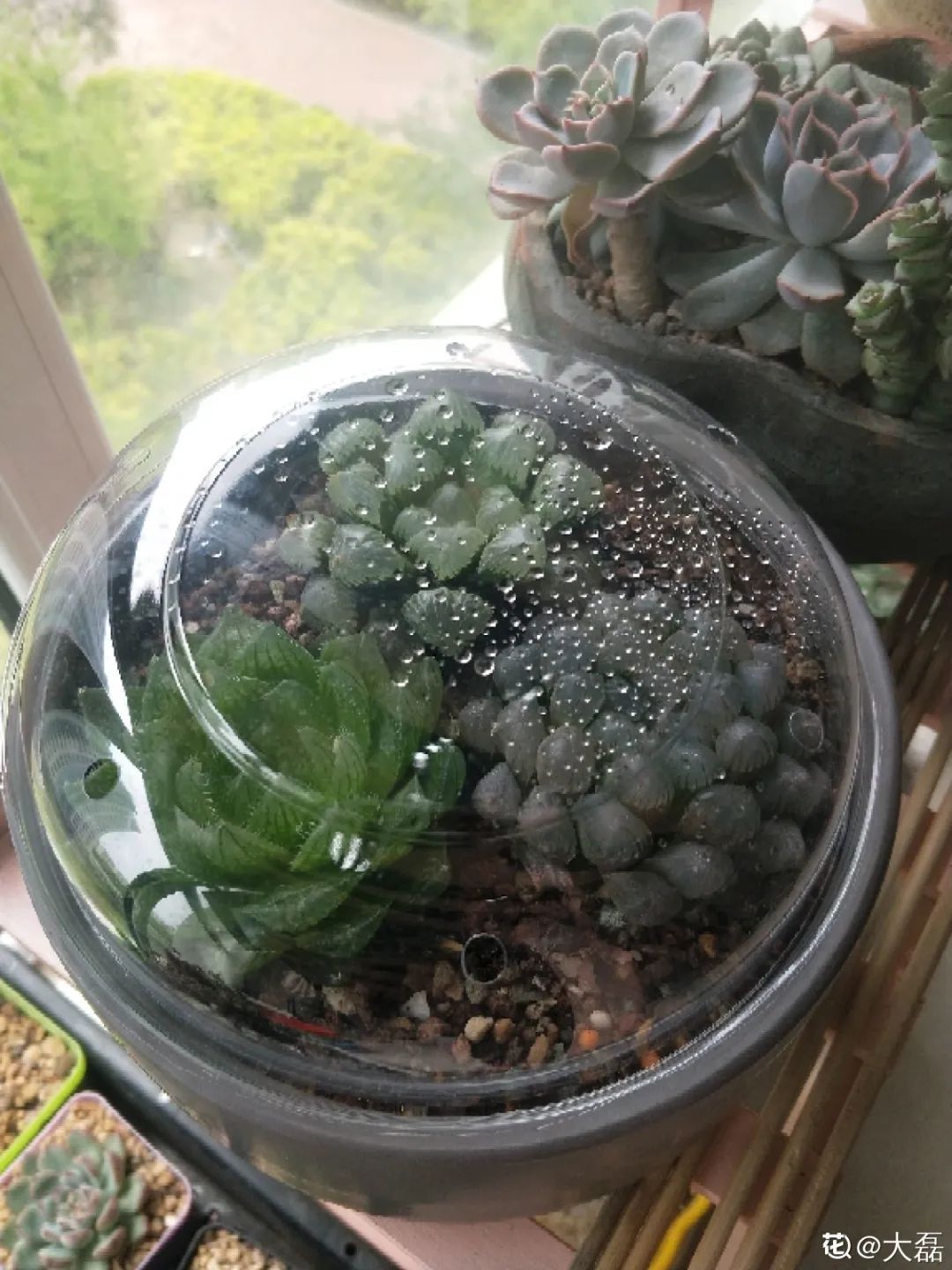 ��ס�֣���10��ֲ��ǧ���ɹ��ɹ��Խ�࣬����Խ��