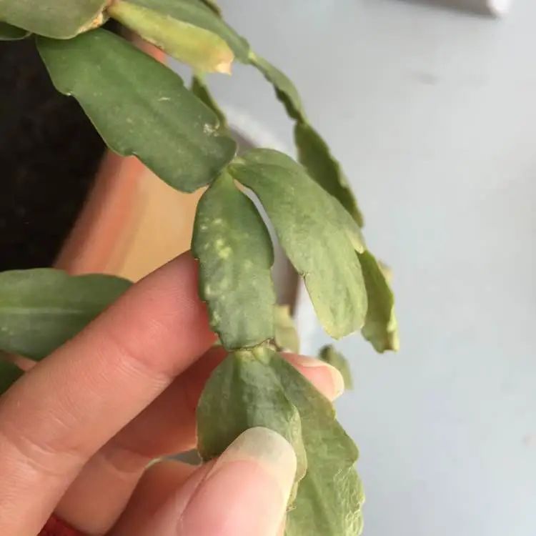 ��ס�֣���10��ֲ��ǧ���ɹ��ɹ��Խ�࣬����Խ��