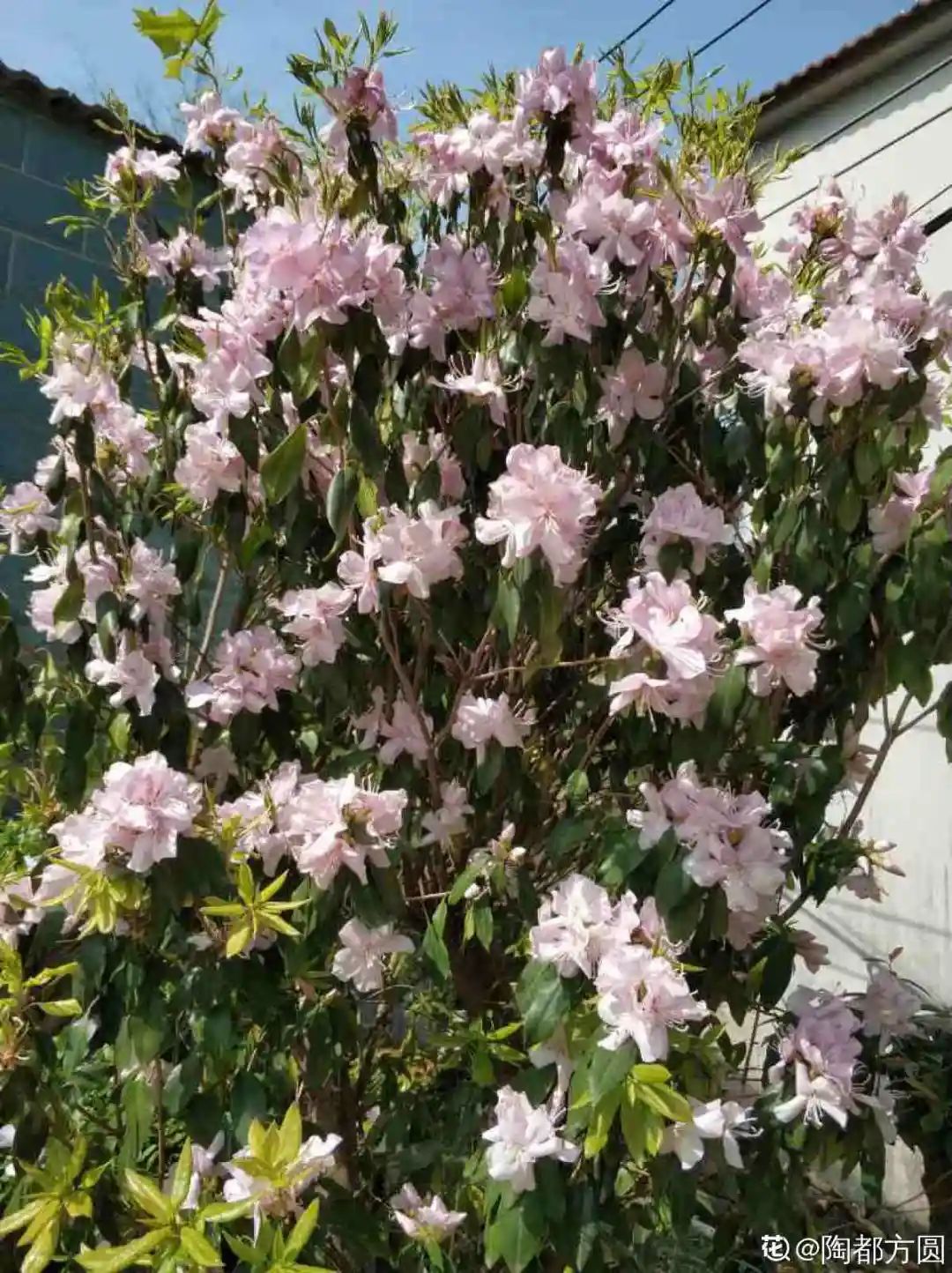 ��ס�֣���10��ֲ��ǧ���ɹ��ɹ��Խ�࣬����Խ��