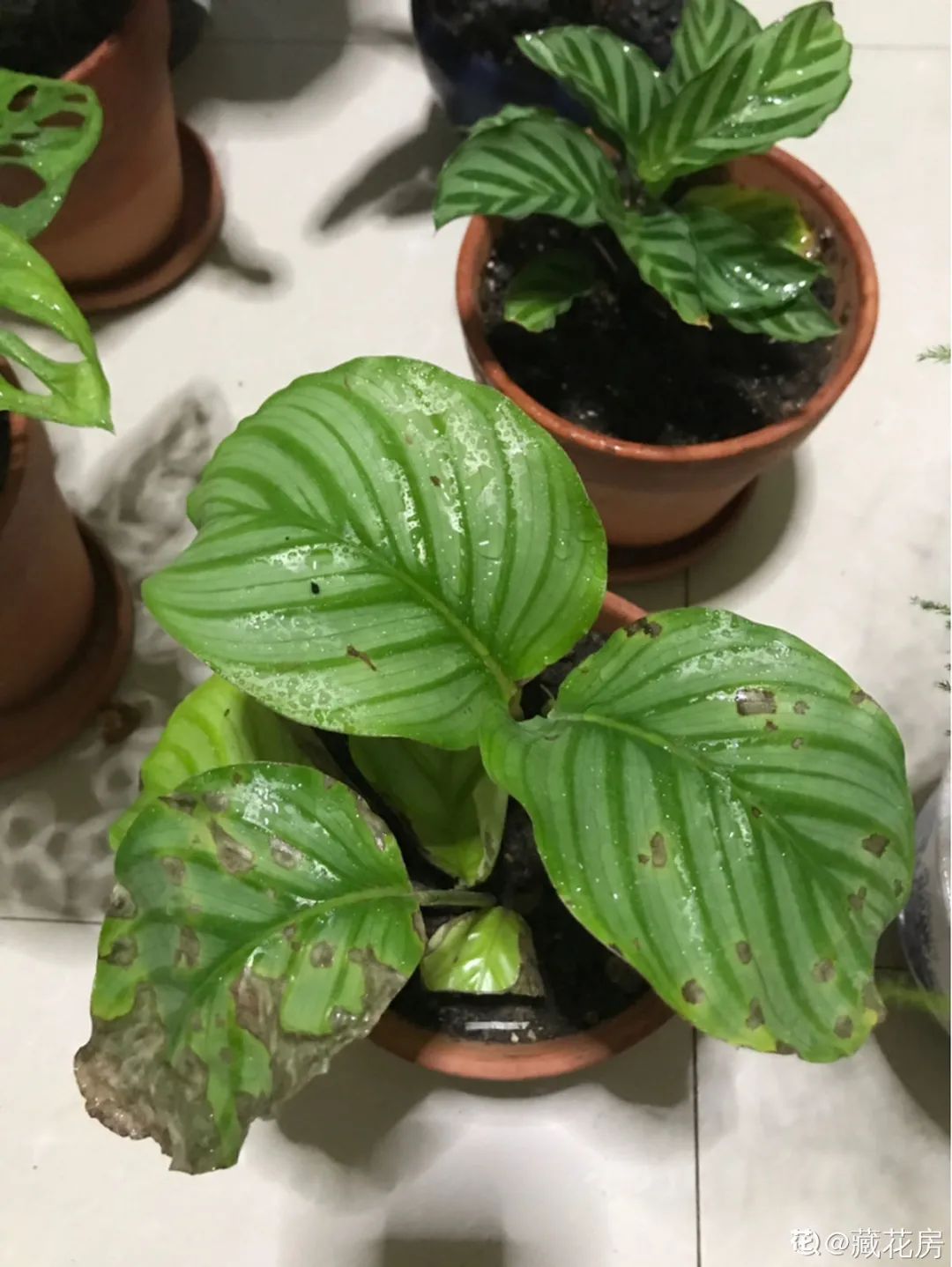 ��ס�֣���10��ֲ��ǧ���ɹ��ɹ��Խ�࣬����Խ��