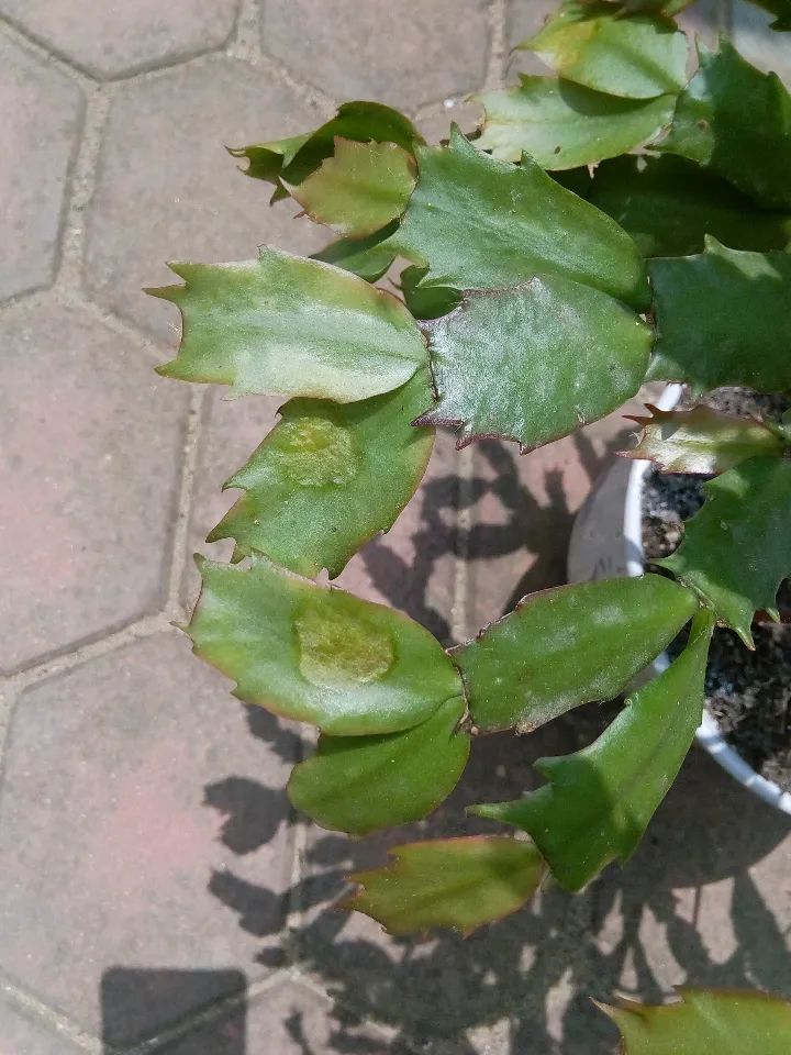 ��ס�֣���10��ֲ��ǧ���ɹ��ɹ��Խ�࣬����Խ��