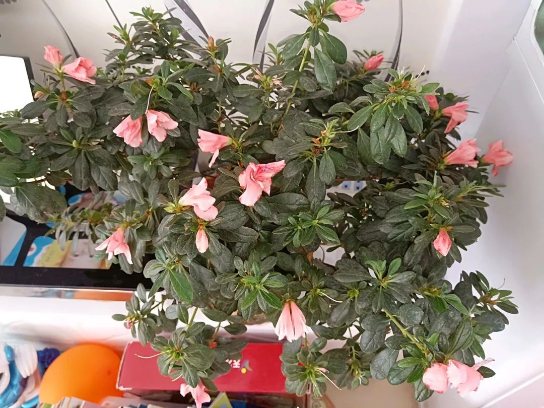 ��ס�֣���10��ֲ��ǧ���ɹ��ɹ��Խ�࣬����Խ��