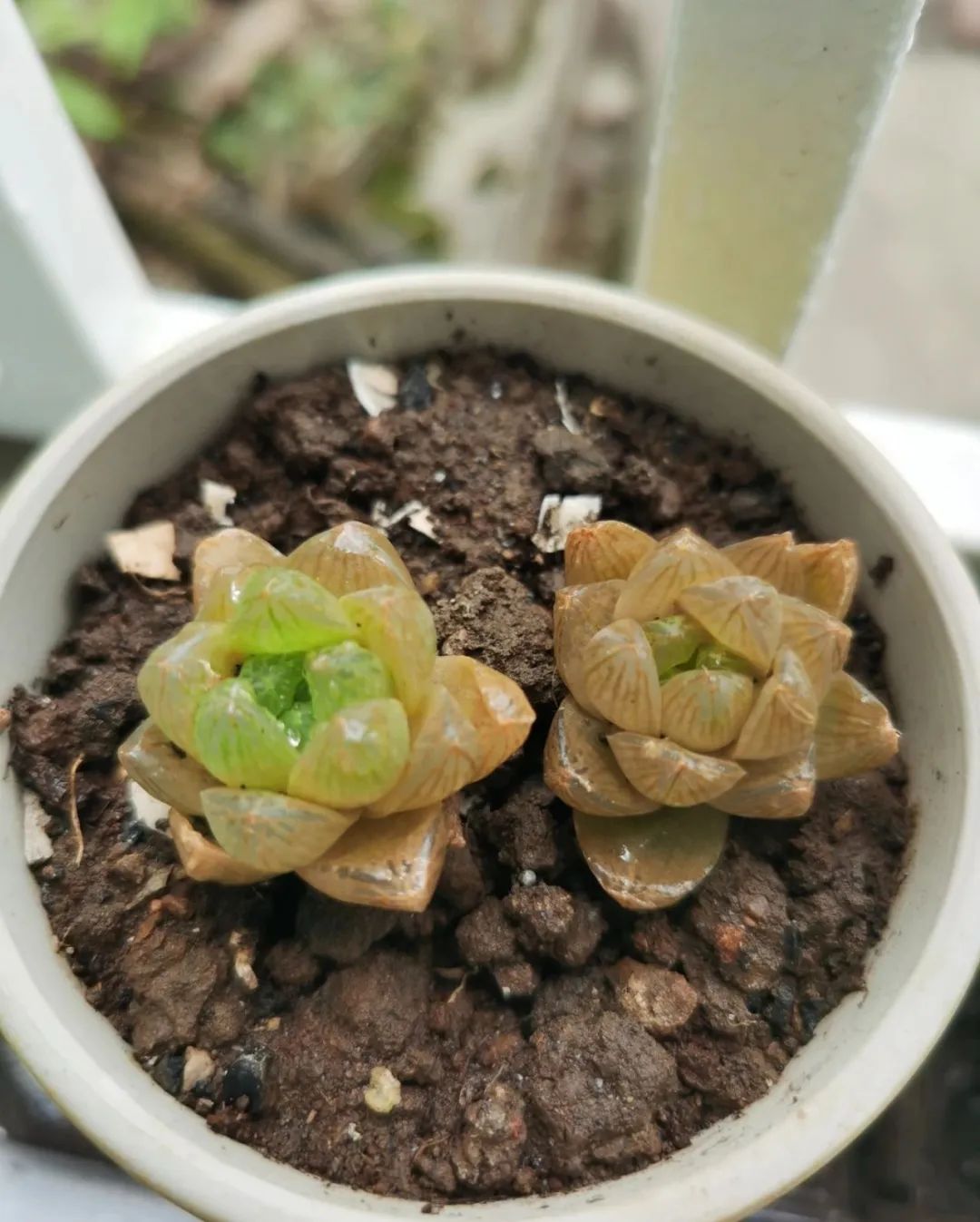 ��ס�֣���10��ֲ��ǧ���ɹ��ɹ��Խ�࣬����Խ��