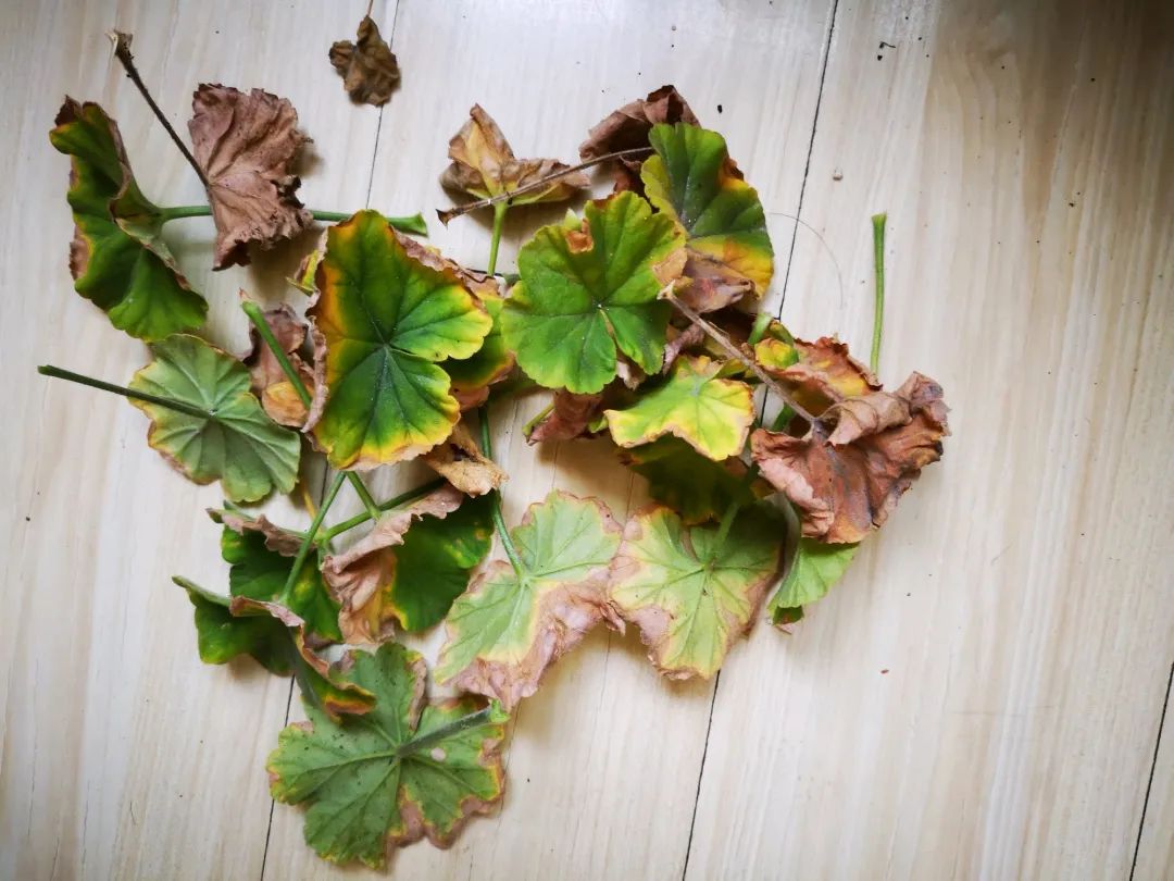 ��ס�֣���10��ֲ��ǧ���ɹ��ɹ��Խ�࣬����Խ��