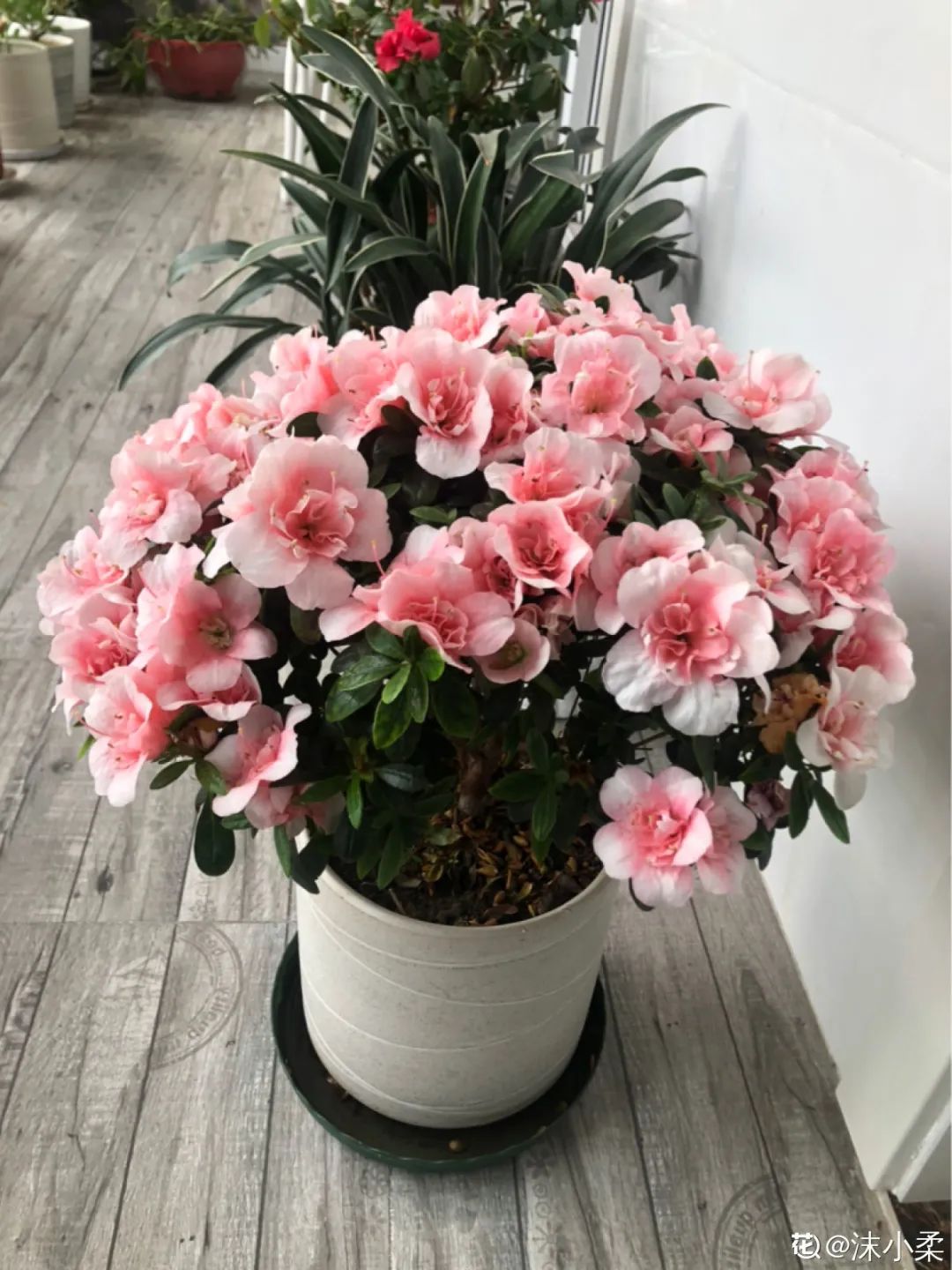 ��ס�֣���10��ֲ��ǧ���ɹ��ɹ��Խ�࣬����Խ��