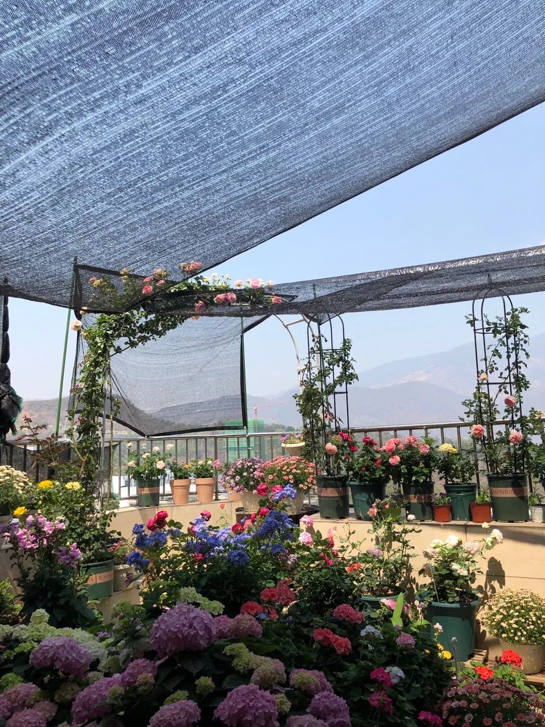 ��ס�֣���10��ֲ��ǧ���ɹ��ɹ��Խ�࣬����Խ��