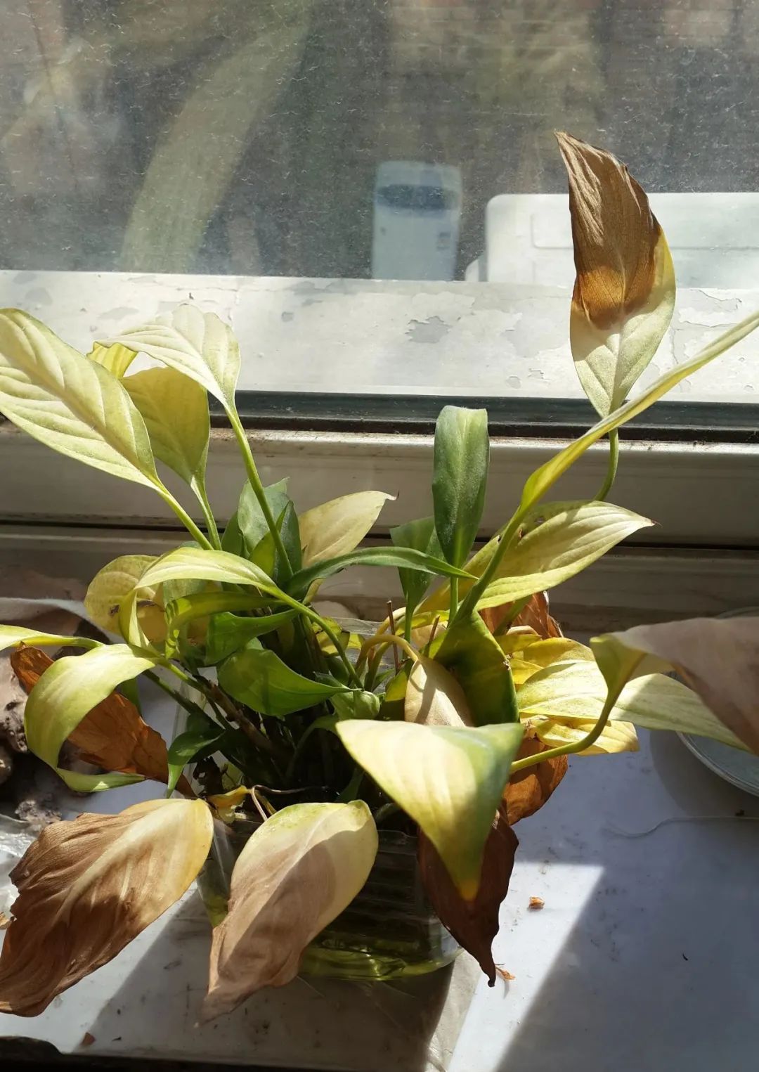 ��ס�֣���10��ֲ��ǧ���ɹ��ɹ��Խ�࣬����Խ��