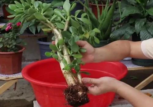 ���ױ�ˮ�����ġ�10�ֻ������������������̫��