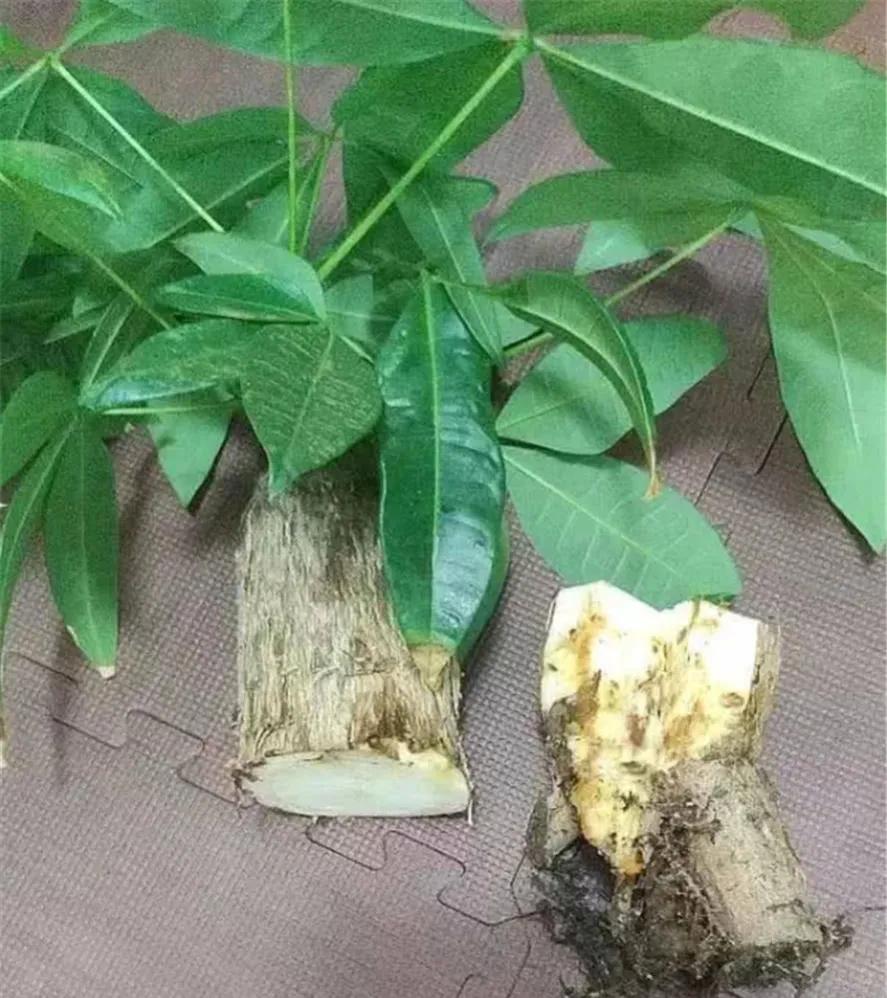 ���ױ�ˮ�����ġ�10�ֻ������������������̫��