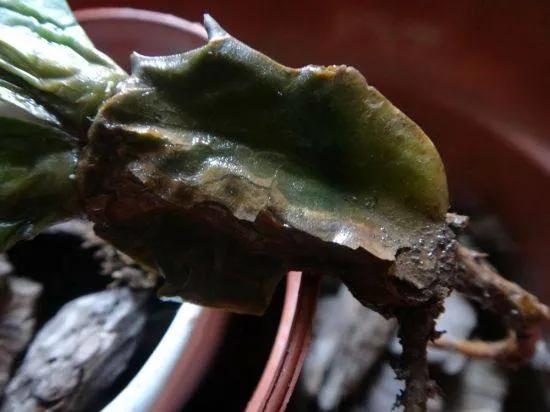 ���ױ�ˮ�����ġ�10�ֻ������������������̫��