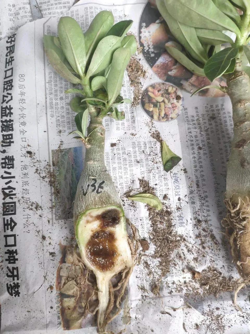 ���ױ�ˮ�����ġ�10�ֻ������������������̫��