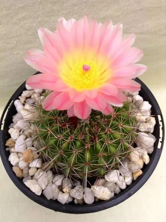 ���ױ�ˮ�����ġ�10�ֻ������������������̫��