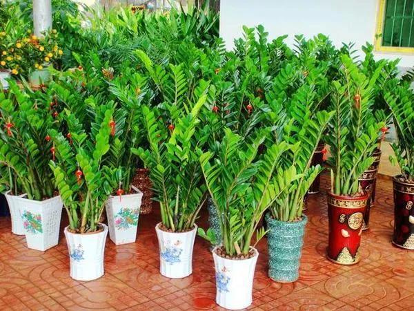 ���ױ�ˮ�����ġ�10�ֻ������������������̫��