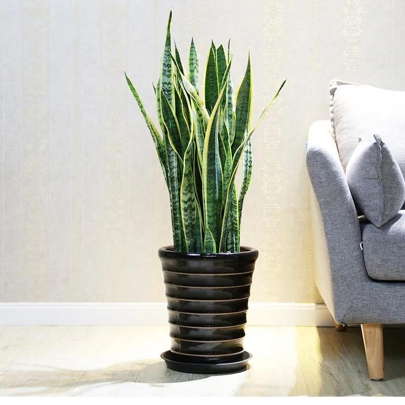 ���ױ�ˮ�����ġ�10�ֻ������������������̫��