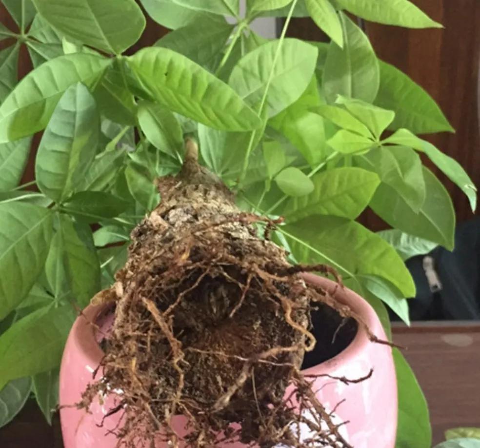 ���ױ�ˮ�����ġ�10�ֻ������������������̫��