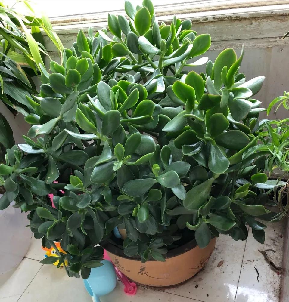 ���ױ�ˮ�����ġ�10�ֻ������������������̫��