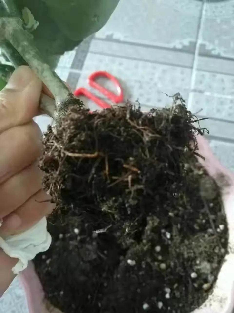 ���ױ�ˮ�����ġ�10�ֻ������������������̫��