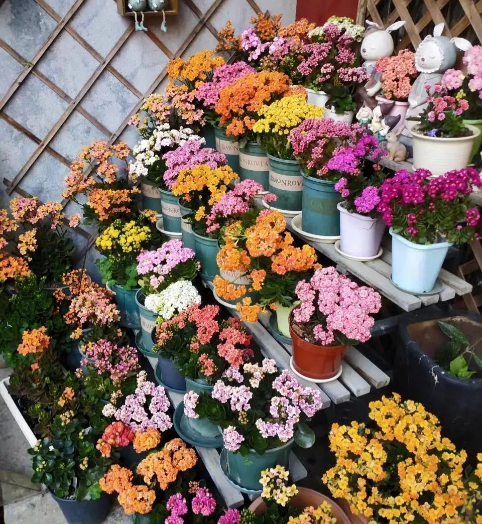 ���ױ�ˮ�����ġ�10�ֻ������������������̫��