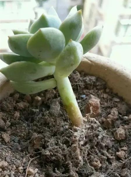 ���ױ�ˮ�����ġ�10�ֻ������������������̫��