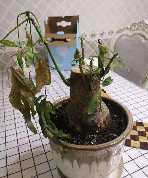 ���ױ�ˮ�����ġ�10�ֻ������������������̫��