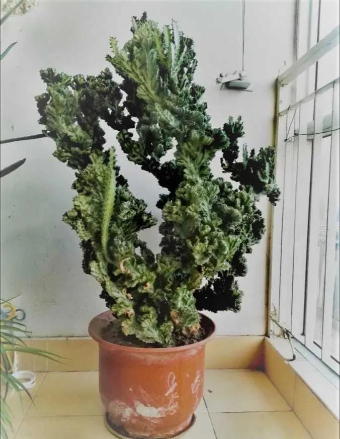 ���ױ�ˮ�����ġ�10�ֻ������������������̫��