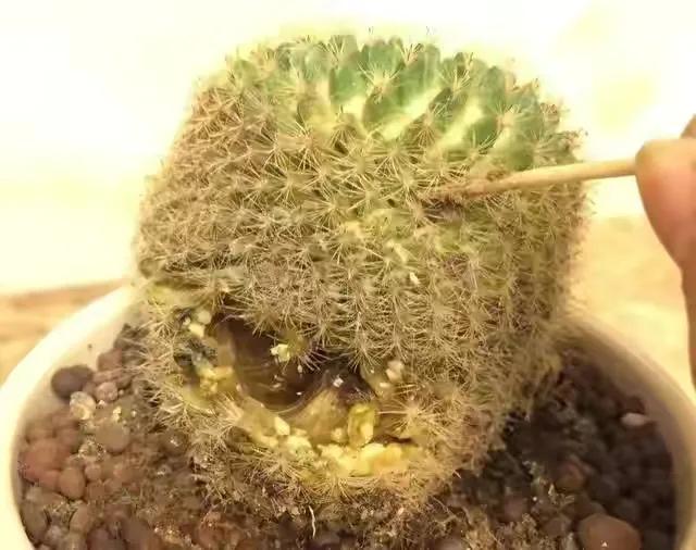 ���ױ�ˮ�����ġ�10�ֻ������������������̫��