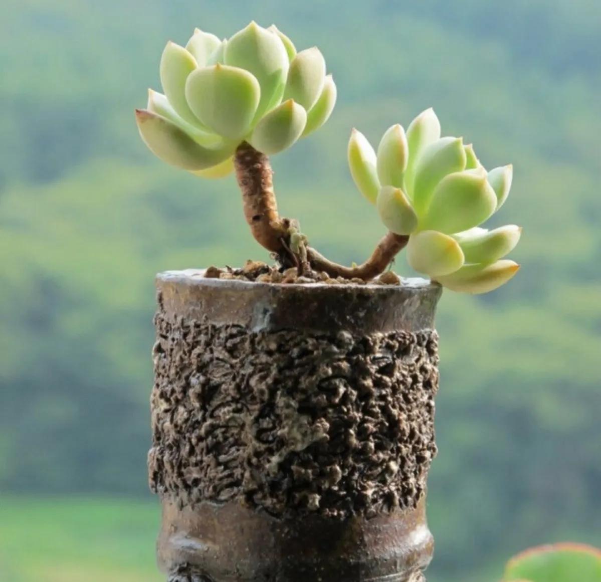 ���ױ�ˮ�����ġ�10�ֻ������������������̫��