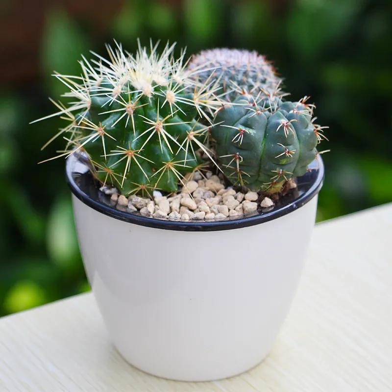 ���ױ�ˮ�����ġ�10�ֻ������������������̫��