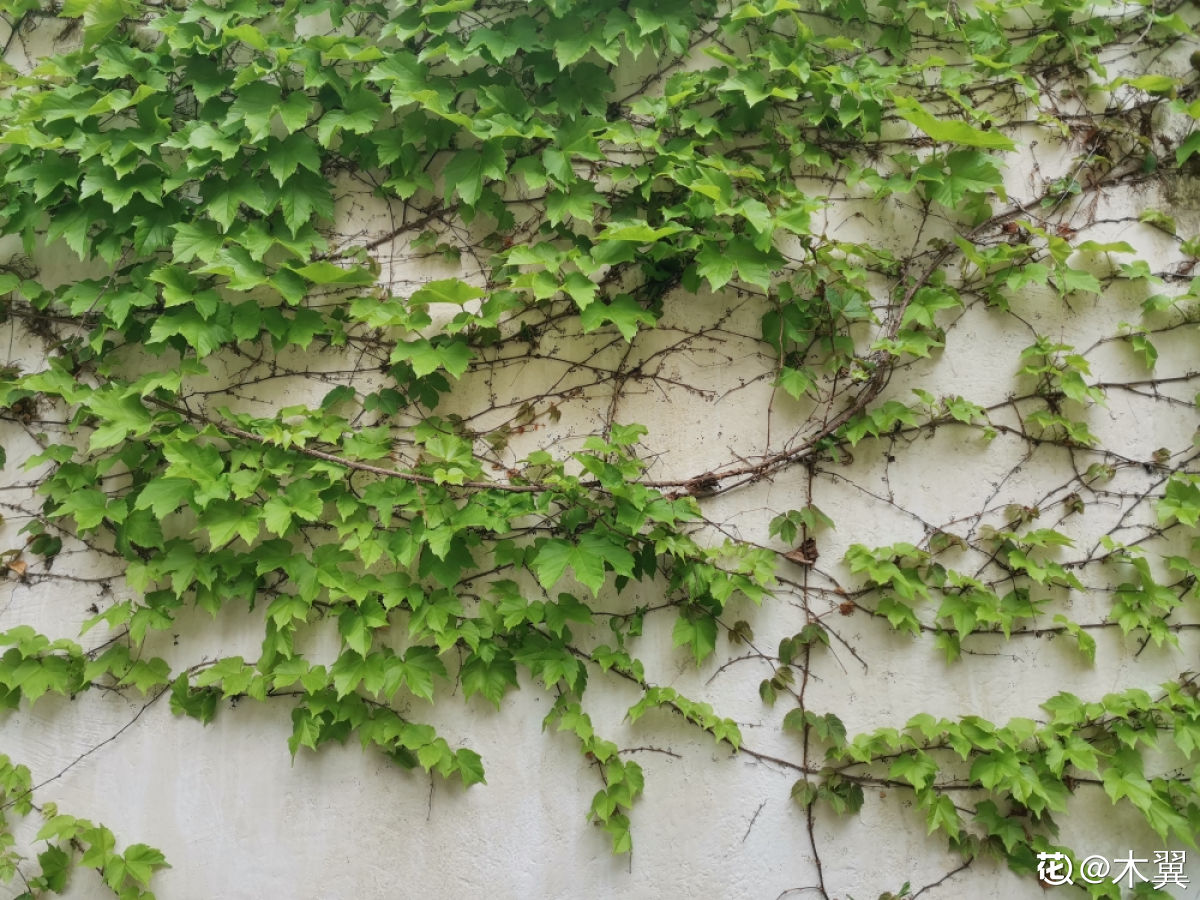 ǽ�����죡����4����ǽ�����Ҽҵ�Ժǽ�������վ���