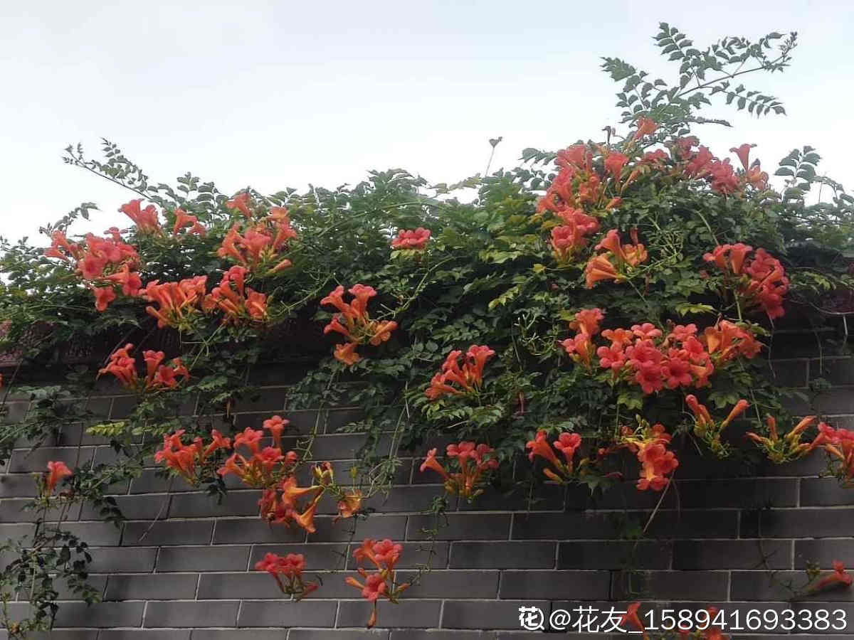 ǽ�����죡����4����ǽ�����Ҽҵ�Ժǽ�������վ���