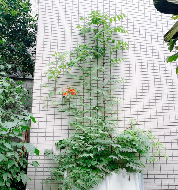 ǽ�����죡����4����ǽ�����Ҽҵ�Ժǽ�������վ���